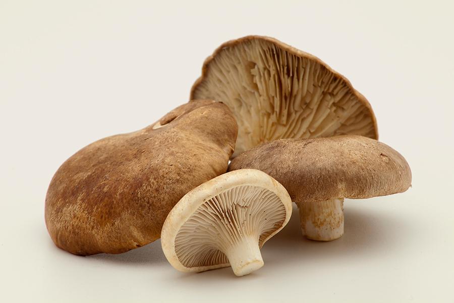 Pleurotes de panicaut: tout ce que vous voulez savoir sur eux