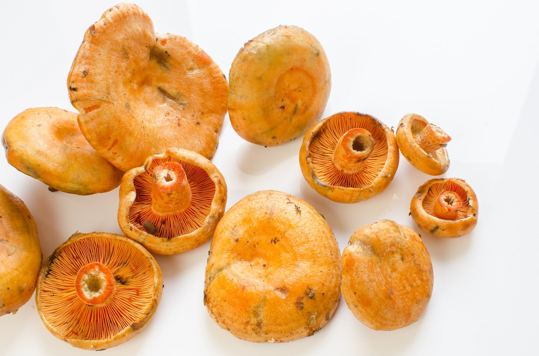 Comment nettoyer les lactaires