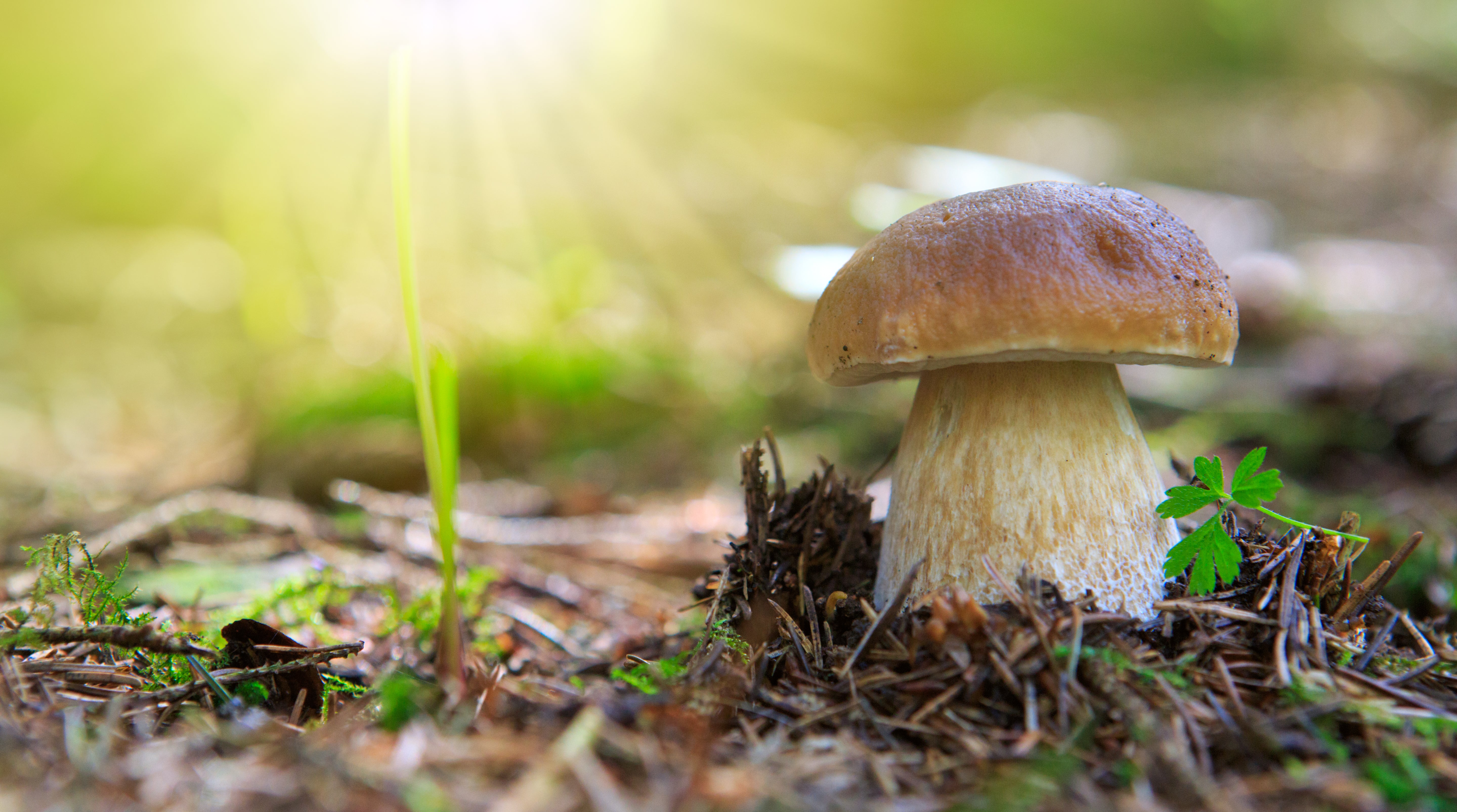 Tout sur les cèpes : où les trouver, morphologie, conservation et bien plus
