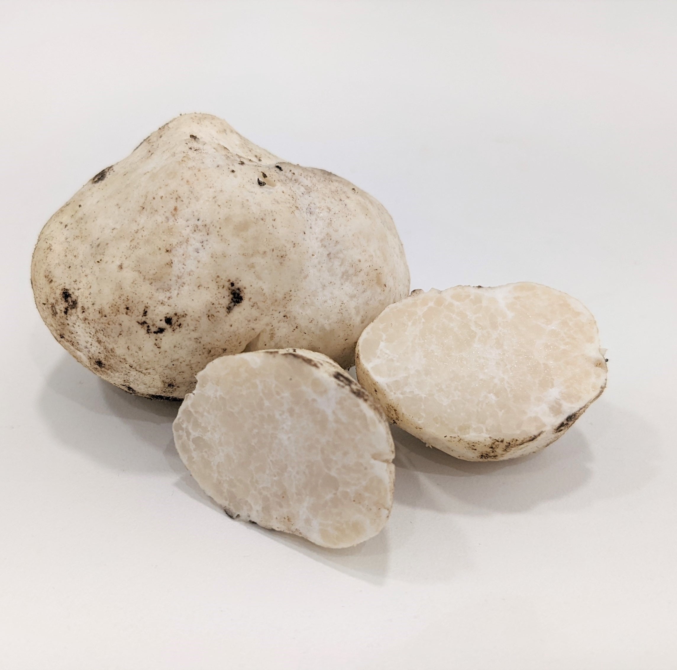 Truffe au miel (Mattirolomyces terfezioides)