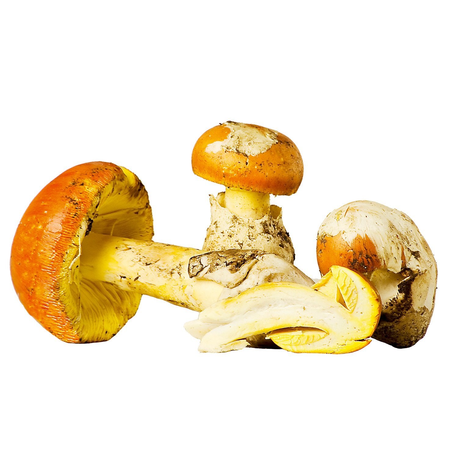 Amanite des césars (Amanita Caesarea)