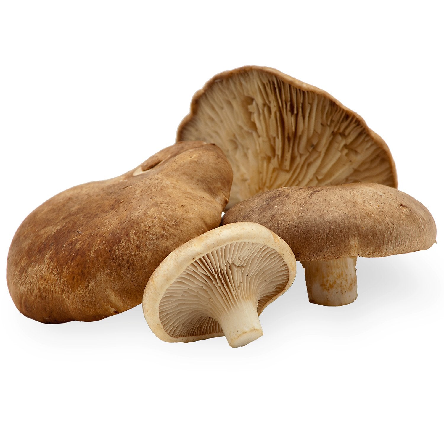 Pleurote de panicaut (Pleurotus eryngii)