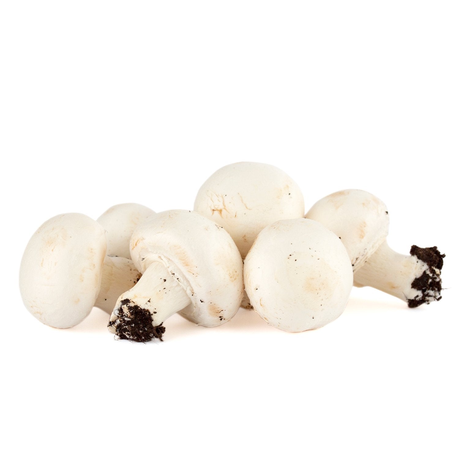 Champignon de Paris, livré en deux couches