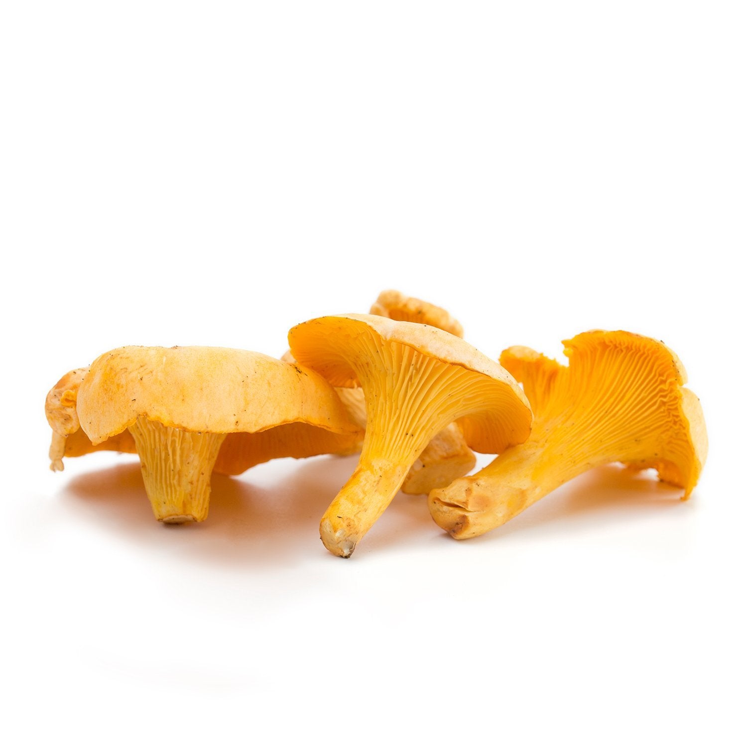 Girolle - Chanterelle (Cantharellus cibarius)