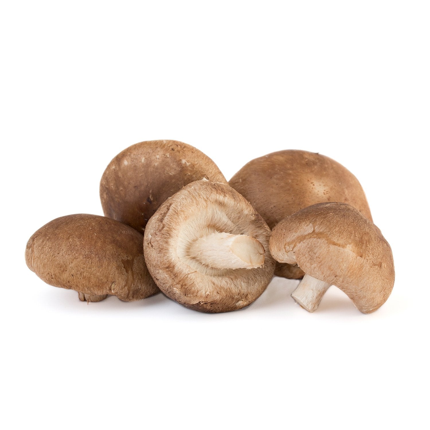 Shiitake cultivé (Lentinula Edodes)