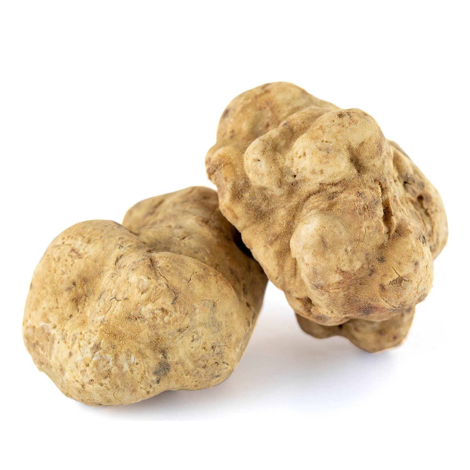 Truffe Blanche (Tuber Magnatum)