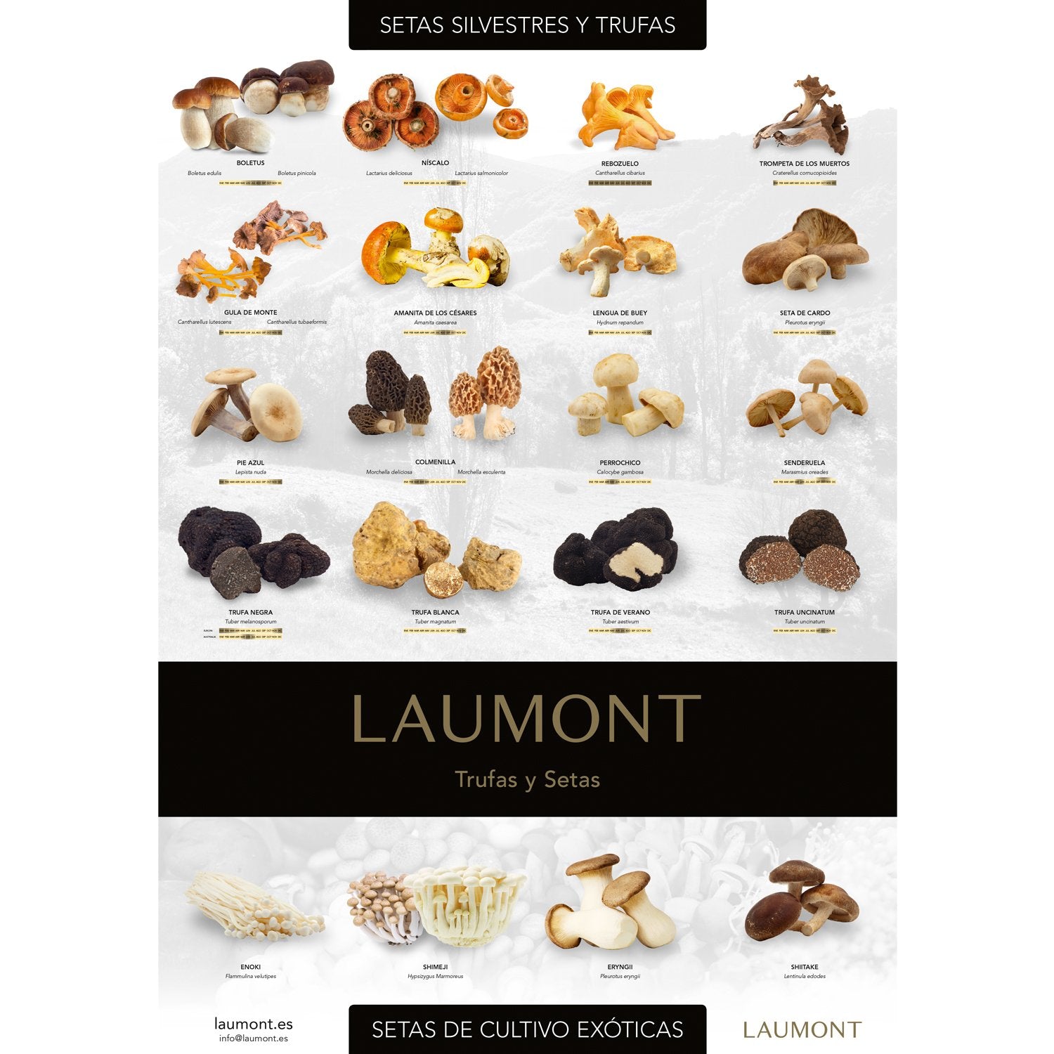 Poster Champignons et Truffes (70cm x 100cm)