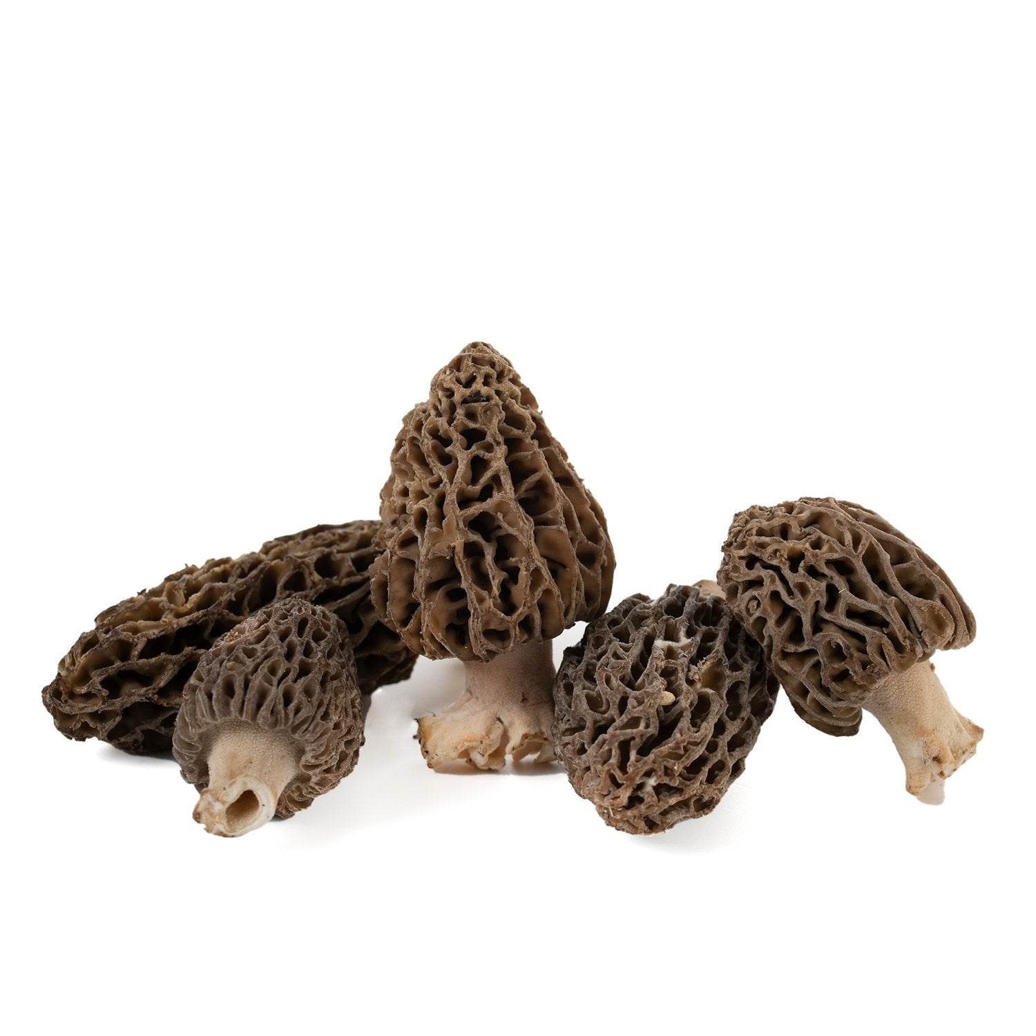 Morille (Morchella Deliciosa)