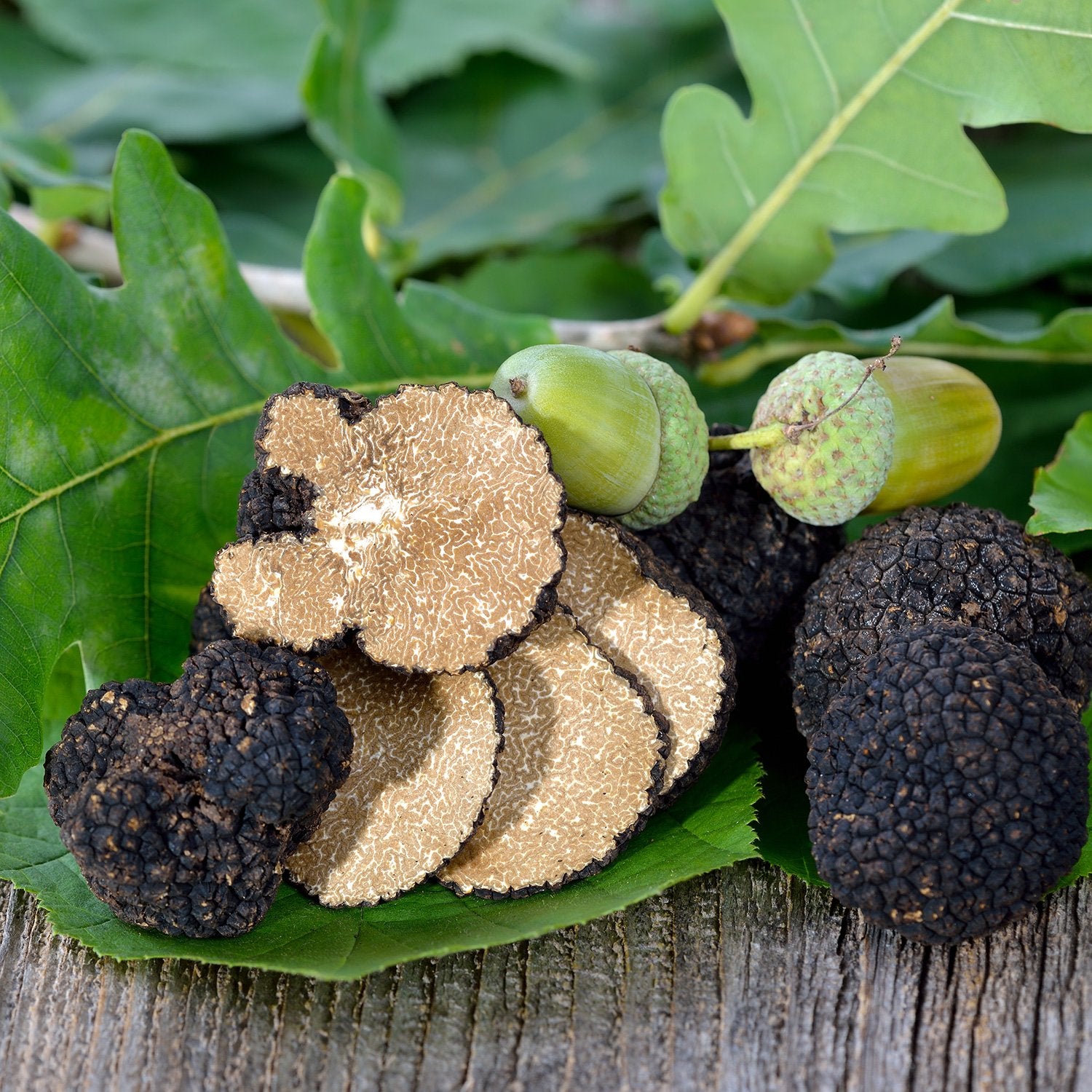 Acheter Truffe d'Automne (Tuber Uncinatum) - FRANCE ...