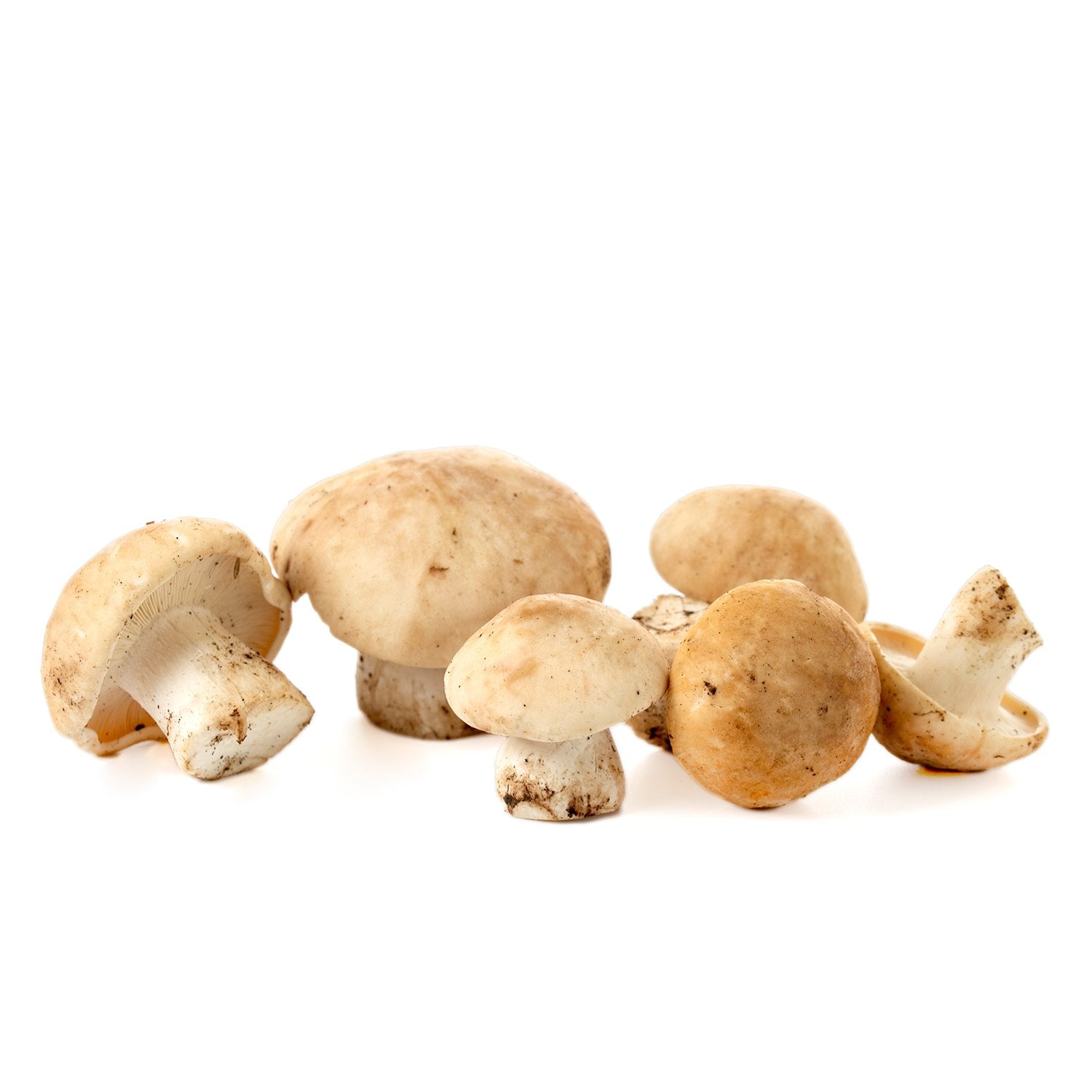 Tricholome de la Saint-Georges (Calocybe Gambosa)