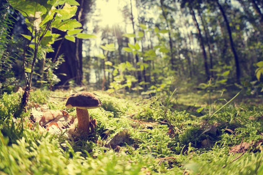 Saison des champignons: quels champignons frais trouverez-vous chaque mois?